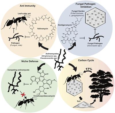 Molecules to Ecosystems: Actinomycete Natural Products In situ